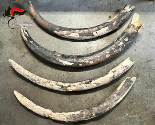 zanne elefante zanne elefante