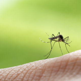 Zanzare nel Biellese: le buone pratiche per prevenire i focolai