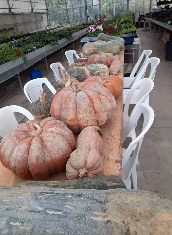 zucche anffas zucche anffas