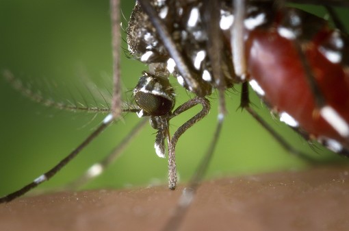 Muzzano aderisce alla “Lotta Biologica alle zanzare”