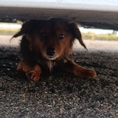 Il piccolo Zampa torna a casa: recuperato dai Vigili del Fuoco Il piccolo Zampa torna a casa: recuperato dai Vigili del Fuoco