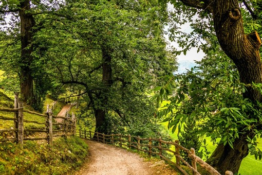 Castagneti, il Piemonte punta sulla gestione associata per valorizzare il patrimonio montano (foto di repertorio)
