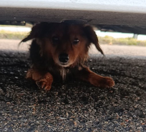 Il piccolo Zampa torna a casa: recuperato dai Vigili del Fuoco